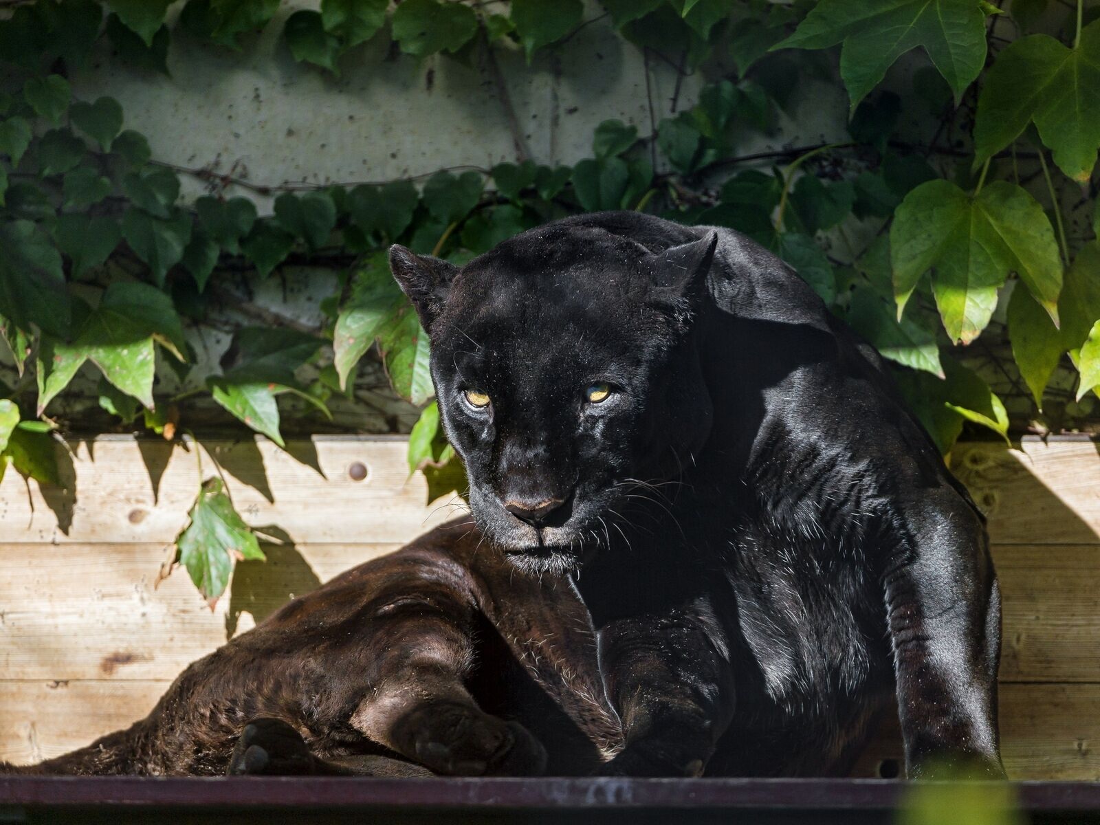 Cars black jaguar panther wild cat predator foliage sun Gaming Desk Mat