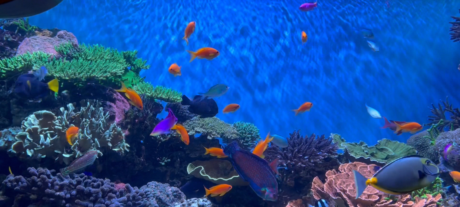 Calm And Relaxing Peaceful Video Screen Saver Fish Tank Aquarium PC Computer