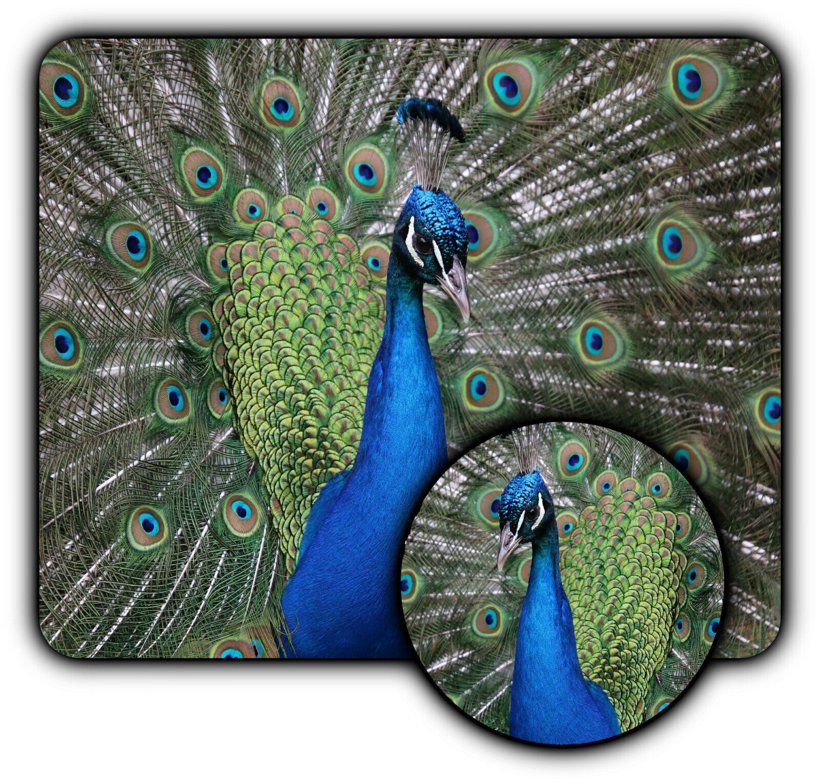 Gorgeous Colorful Peacock Bird - Mouse Pad + Coaster -1/4\