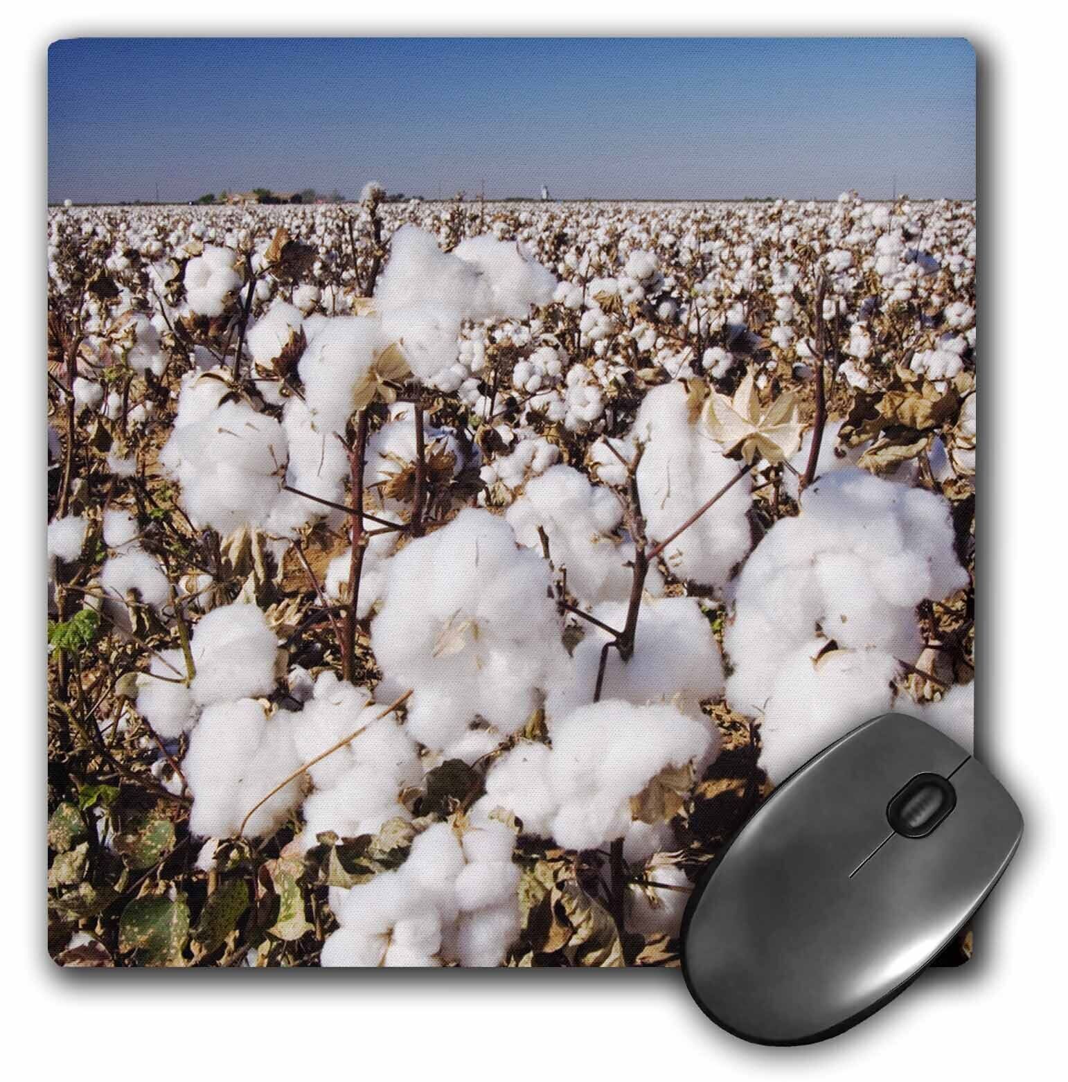 3dRose Cotton Plant, Agriculture, Lubbock, Texas - NA02 RNU0522 - Rolf Nussbaume