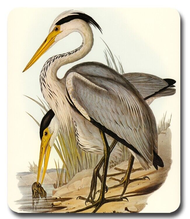 Great Grey Heron by Elizabeth Gould - Mousepad / PC Mouse Pad - Vintage Art Gift