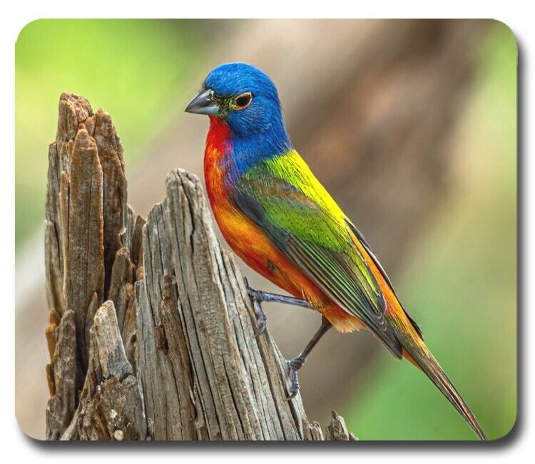 Painted Bunting ~ Mouse Pad / Mousepad ~ Bird Watching Feeder Birding Lover Gift