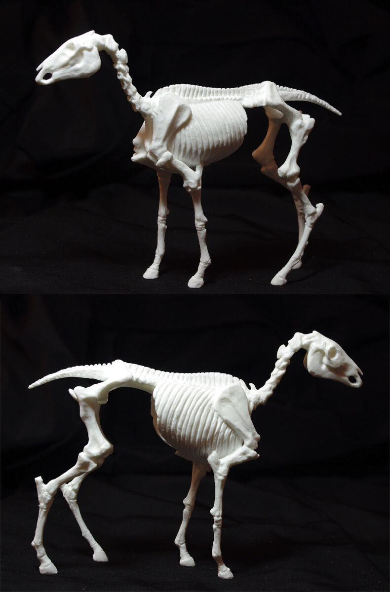 Artist Resin Sculpture, Horse Skeleton Anatomy Model, Classic Breyer 1:12 Scale