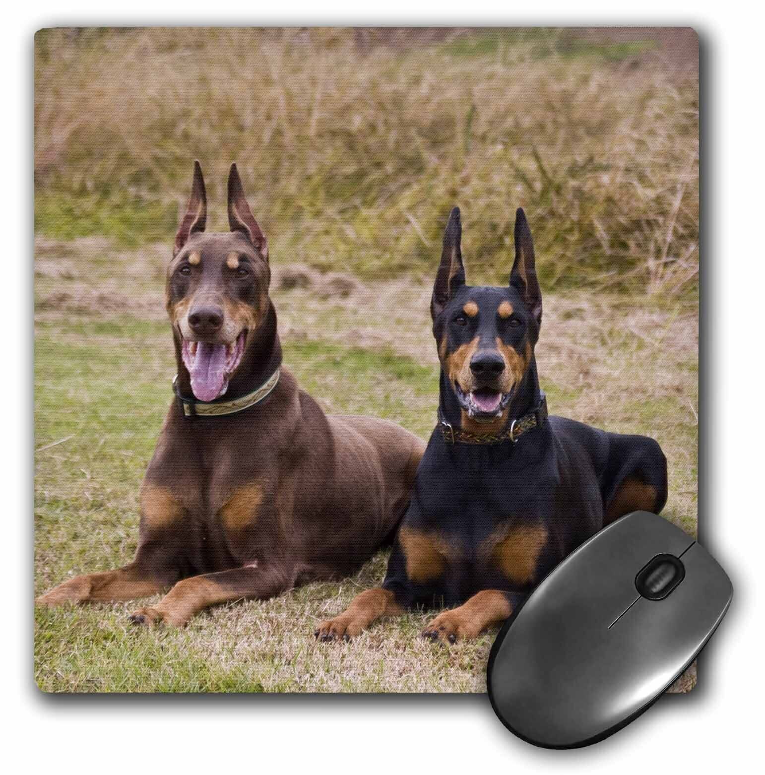 3dRose Two Doberman Pinscher dogs in a field - US05 ZMU0299 - Zandria Muench Ber
