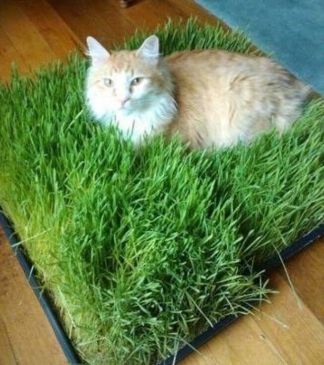 CAT GRASS SEEDS - PLAY - GROW YOUR OWN - HAPPY KITTY - AIDS DIGESTION - HEALTH