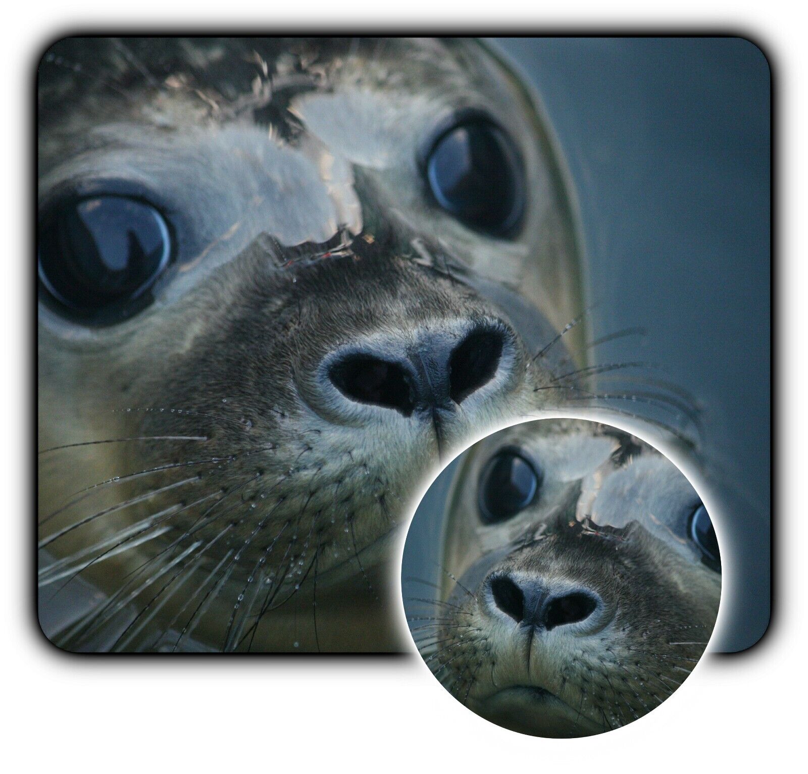 Seal Close Huge Eyes - Mouse Pad + Coaster -1/4\