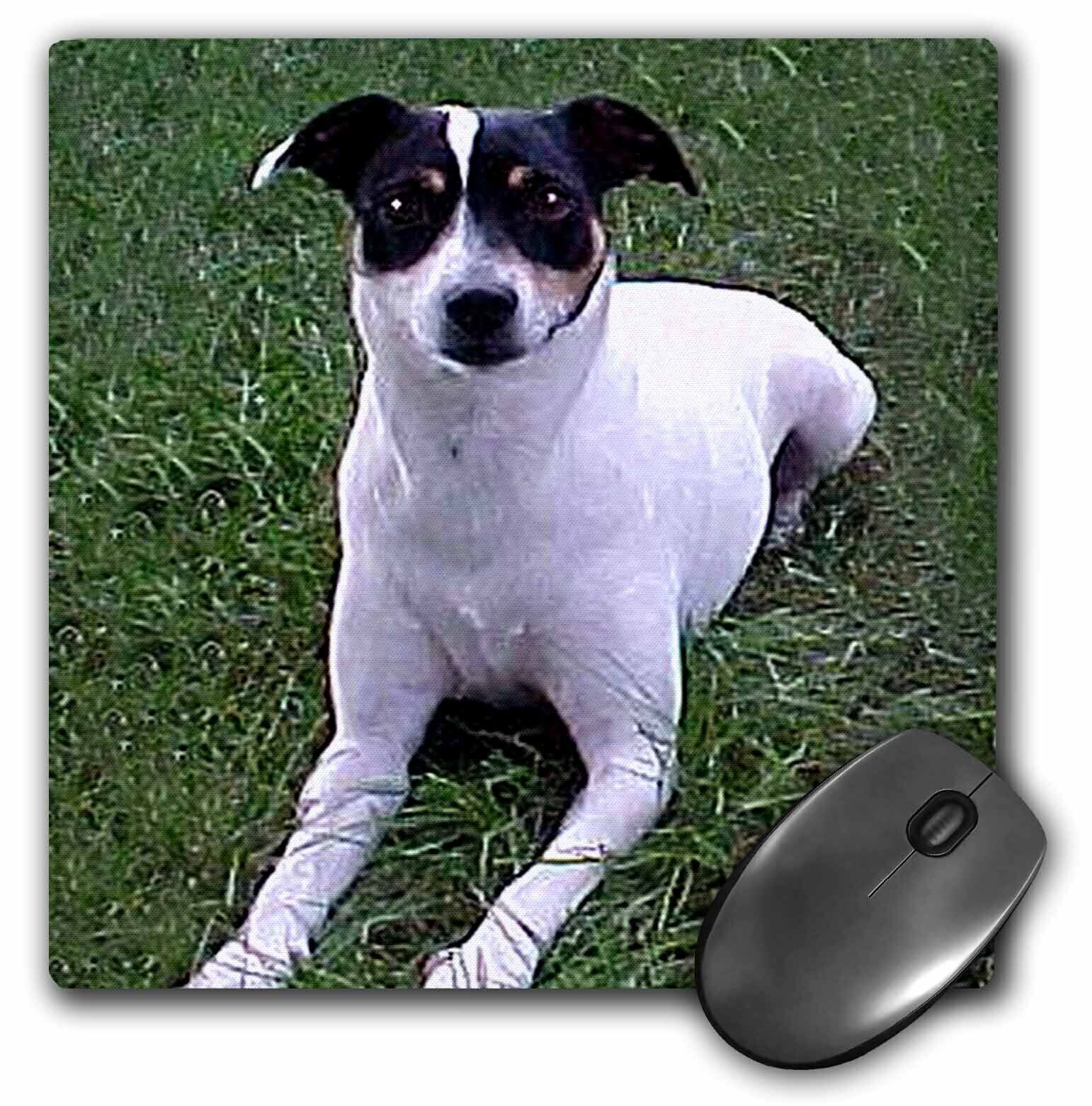 3dRose Rat Terrier MousePad