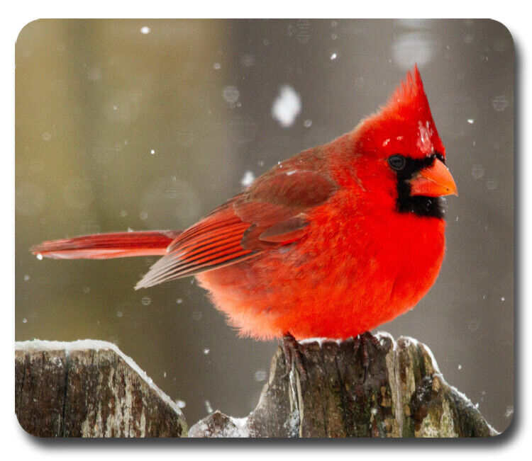 BIRD WATCHING GIFT ~ Mouse Pad / PC Mousepad ~ Birding Cardinal Chickadee Finch