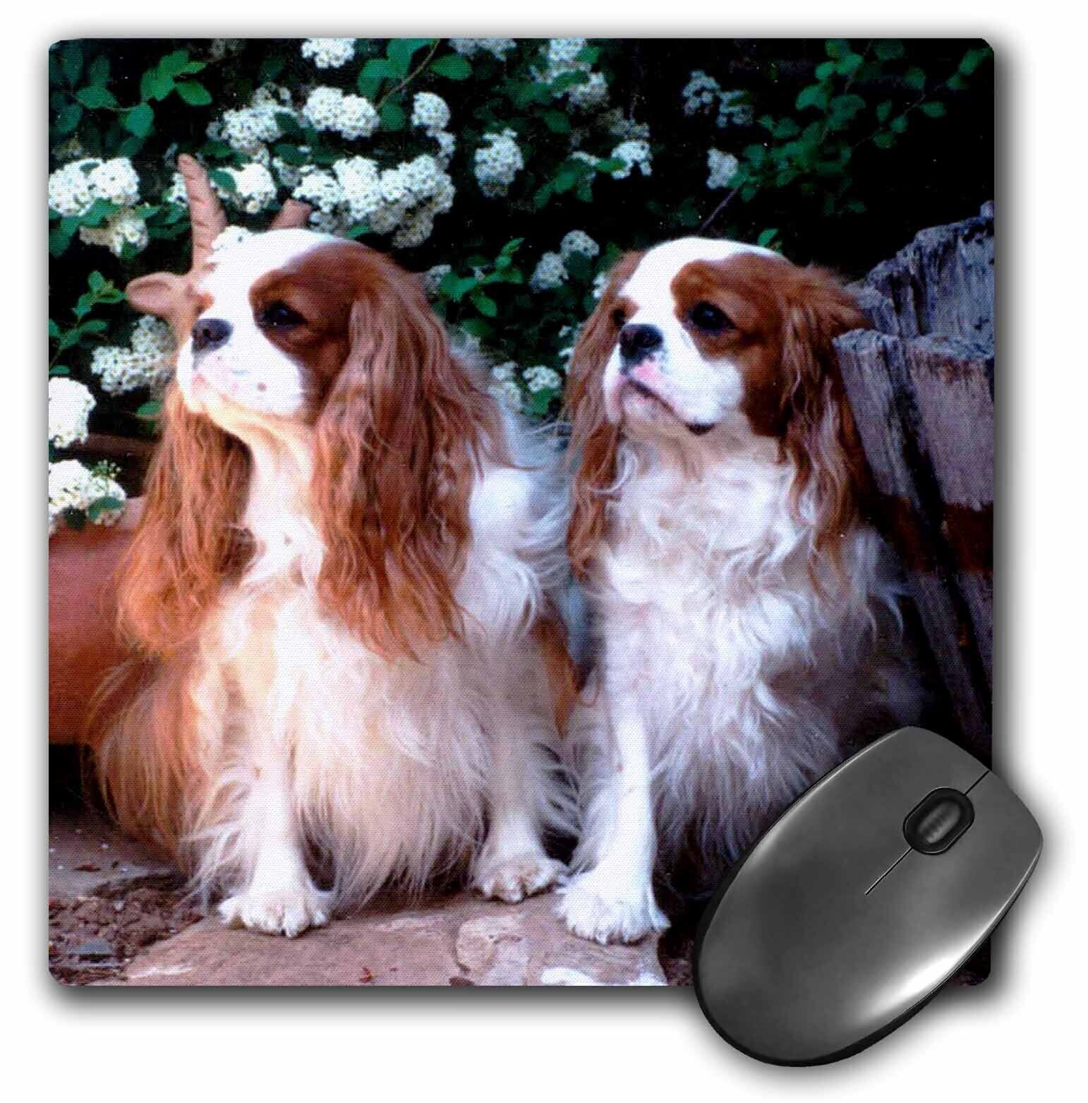 3dRose Two Blenheim Cavalier King Spaniel MousePad
