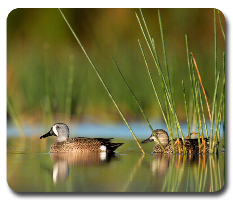 Blue-Winged Teal Ducks ~ Mousepad / PC Mouse Pad ~ Gifts Hunter Hunting Outdoors