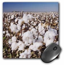 3dRose Cotton Plant, Agriculture, Lubbock, Texas - NA02 RNU0522 - Rolf Nussbaume picture