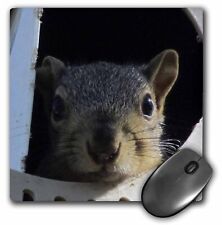 3dRose Baby Squirrel in a martin bird house MousePad picture