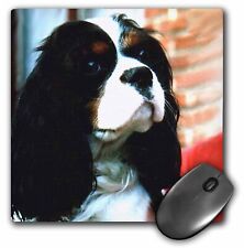 3dRose Cavalier King Charles Spaniels MousePad picture