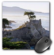3dRose California. Carmel-by-the-Sea, Lone Cypress - US05 RBE0011 - Ralph H. Ben picture