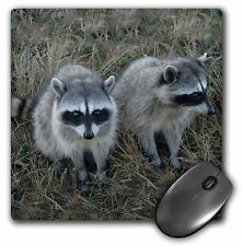 3dRose Two Raccoons MousePad picture