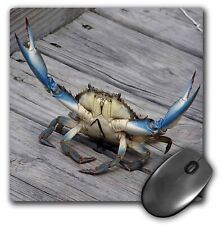 3dRose Image of Blue Crab - marine, creature, animal, wildlife, ocean, invertebr picture