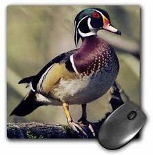 3dRose Washington. Male Wood Duck - US48 CCR0161 - Charles Crust MousePad picture
