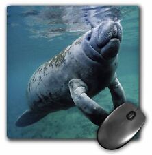 3dRose West Indian Manatee Trichechus manatus Florida USA MousePad picture