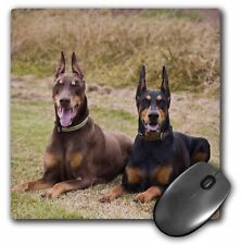 3dRose Two Doberman Pinscher dogs in a field - US05 ZMU0299 - Zandria Muench Ber picture