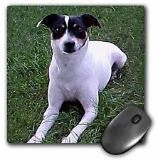 3dRose Rat Terrier MousePad picture