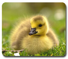 Cute Gosling Baby Goose ~ Mousepad / PC Mouse Pad ~ Gifts Water Birds Outdoors picture