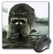 3dRose Raccoon, Raccoons MousePad picture
