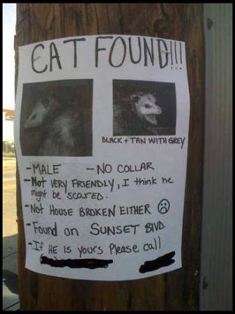CatFound.jpg