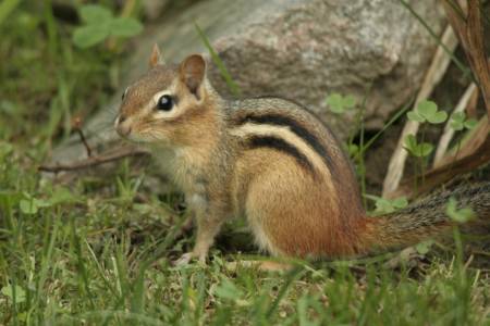 Chippy.jpg