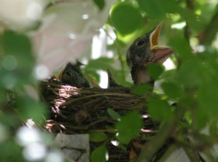 494-Babybirds.jpg