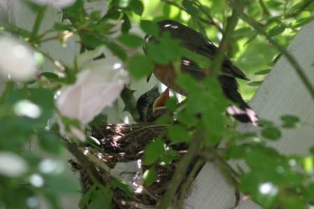 496-Mother.jpg