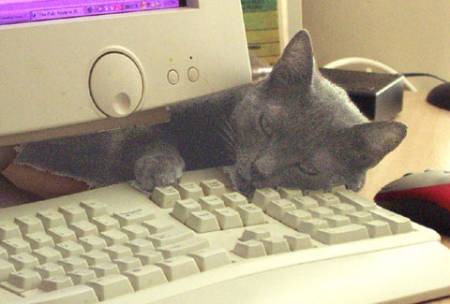 563-putercat.jpg