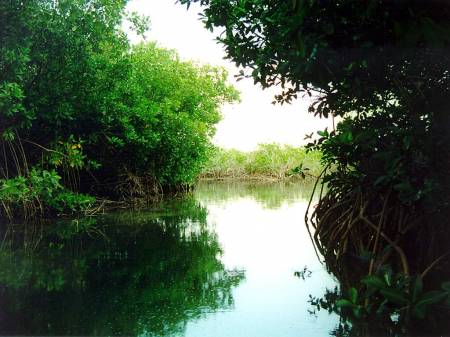 595-mangroves.jpg