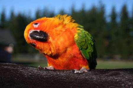buddy-conure.jpg