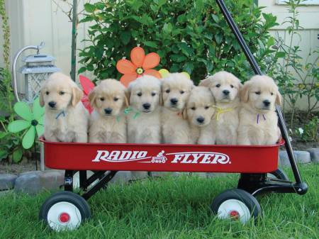 radio-flyer-puppies.jpg