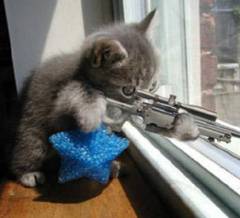 4-27-07-sniper-cat.jpg