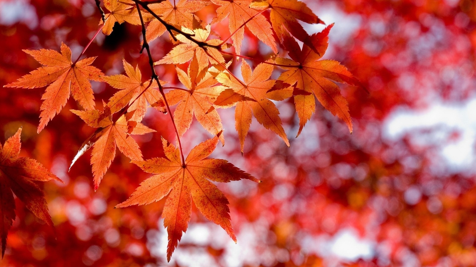 Landscape fall leaves Custom Gaming Mat Desk