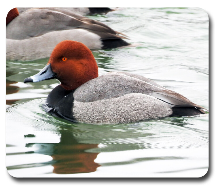 Redhead Drake Duck ~ Mousepad / PC Mouse Pad ~ Gifts for Hunter Hunting Outdoors