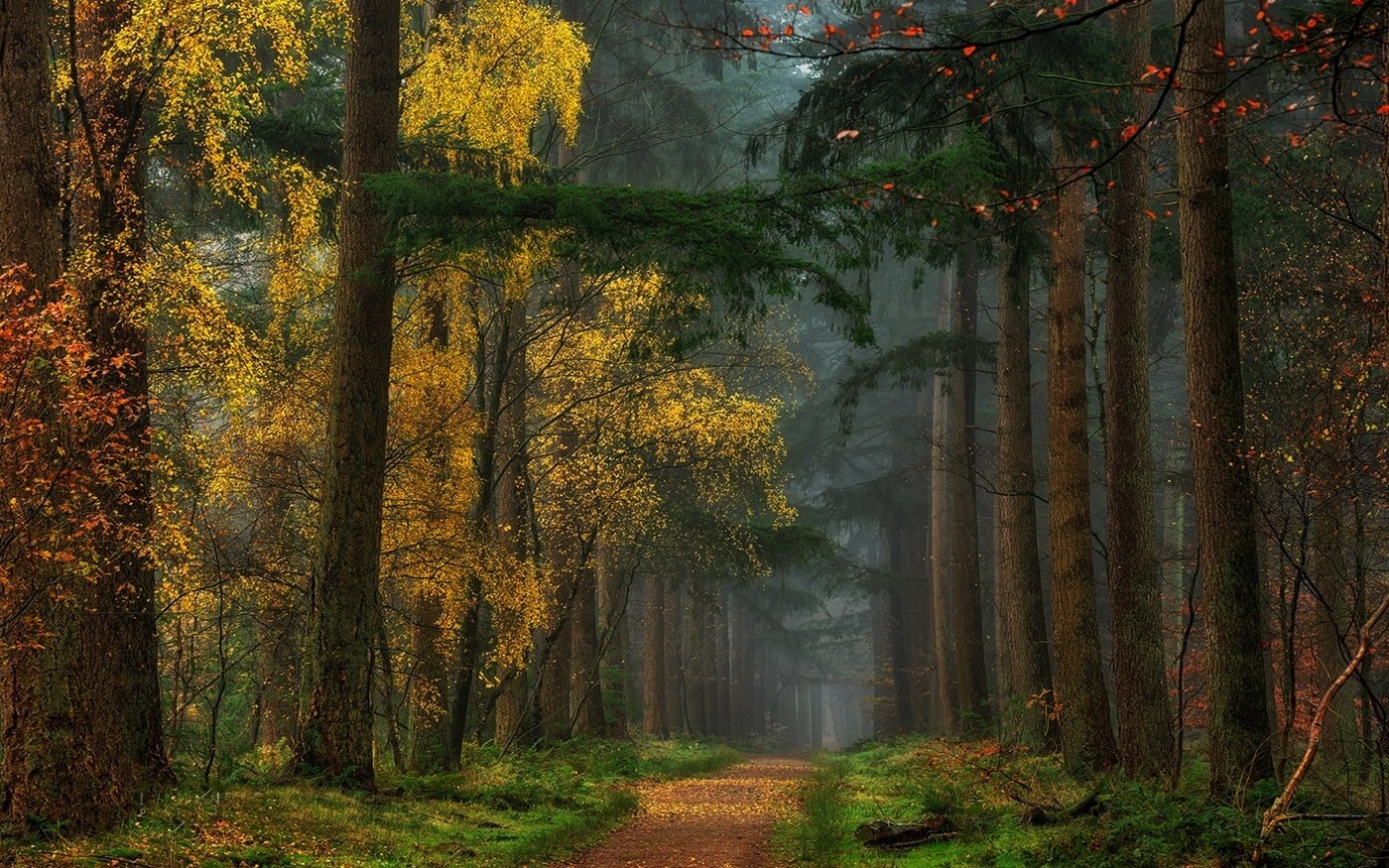 Landscape nature colorful fall forest dirt road grass Custom Gaming Mat Desk