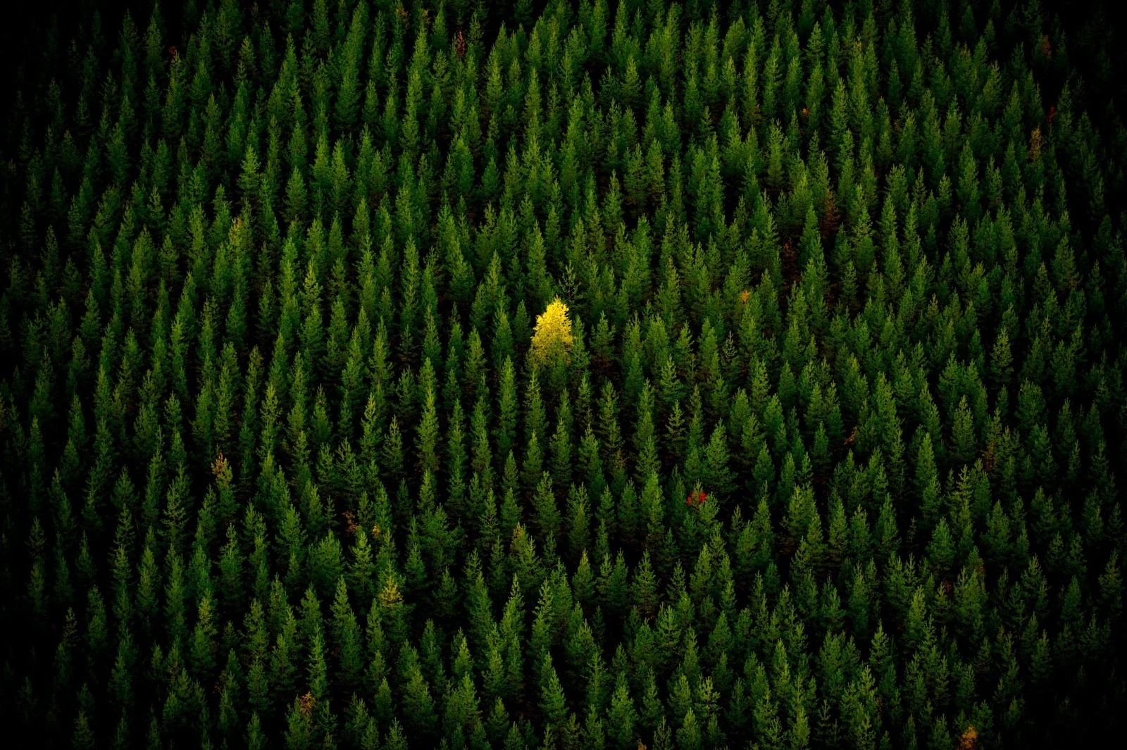 Landscape nature trees yellow alone forest Custom Gaming Mat Desk