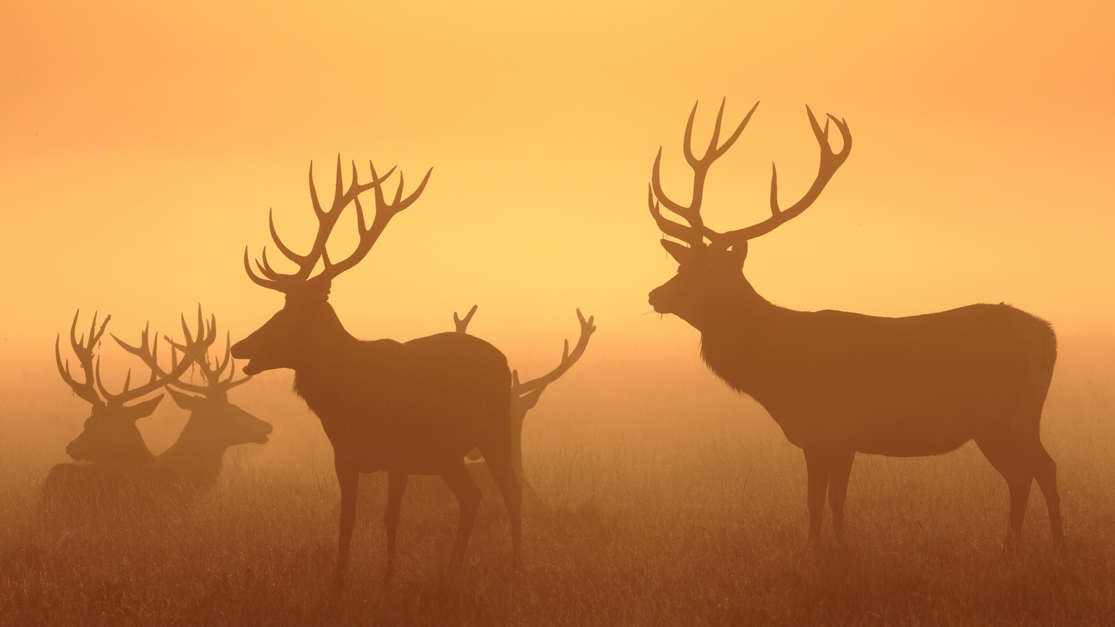 Landscape sunset deer fall mist silhouette animals Custom Gaming Mat Desk
