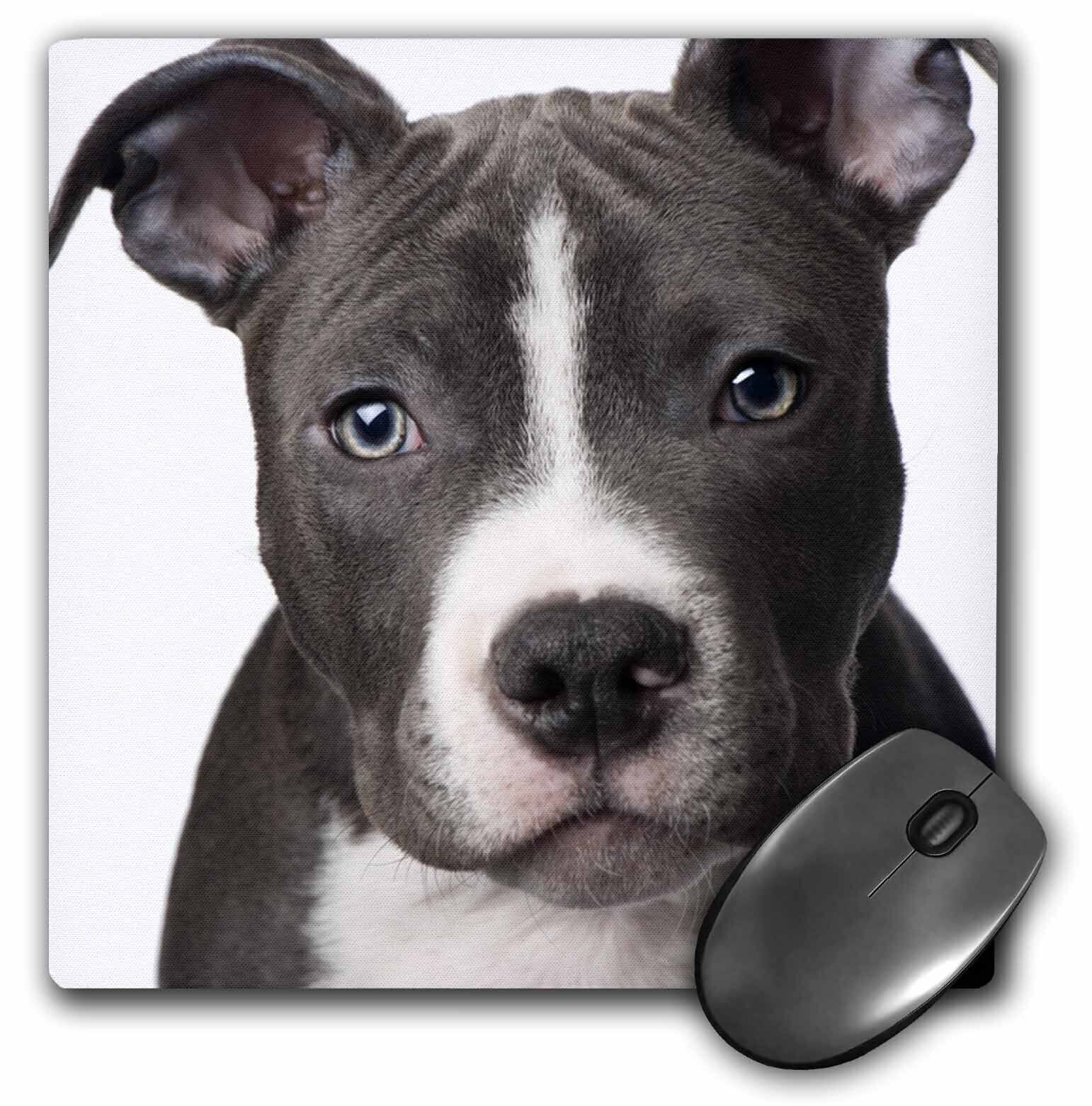 3dRose American Pit Bull Terrier Puppy MousePad