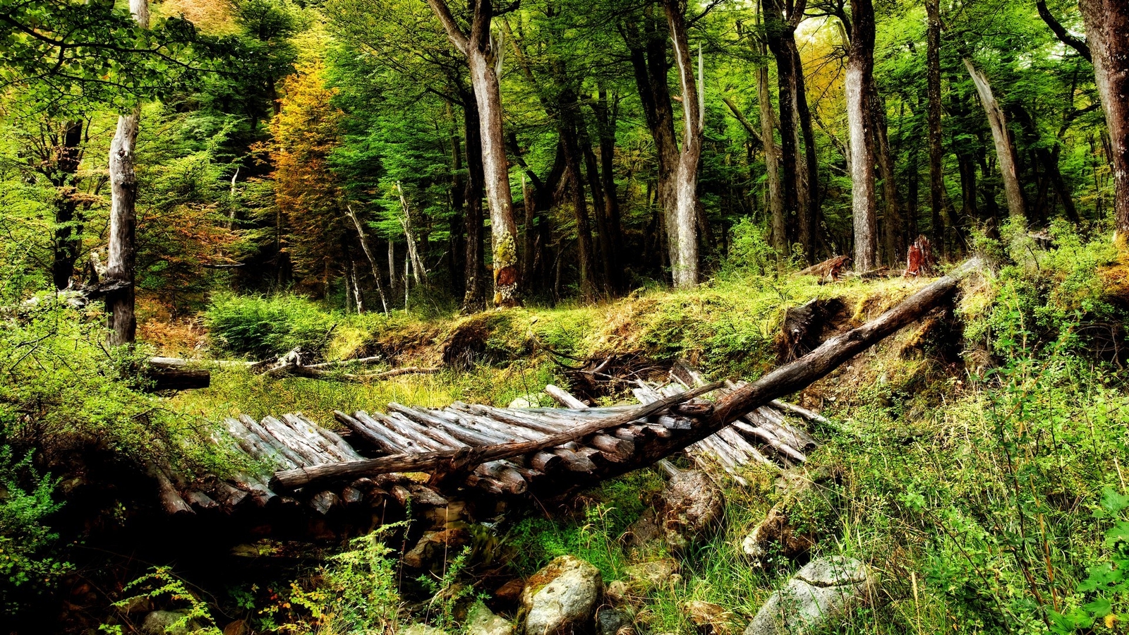 Landscape forest nature trees bridge plants wood Custom Gaming Mat Desk