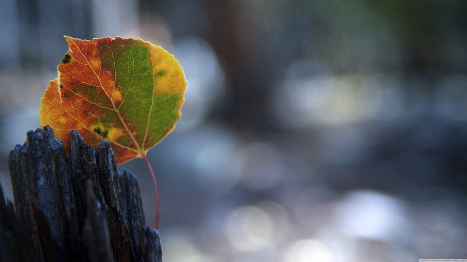 Landscape macro leaves fall bokeh Custom Gaming Mat Desk