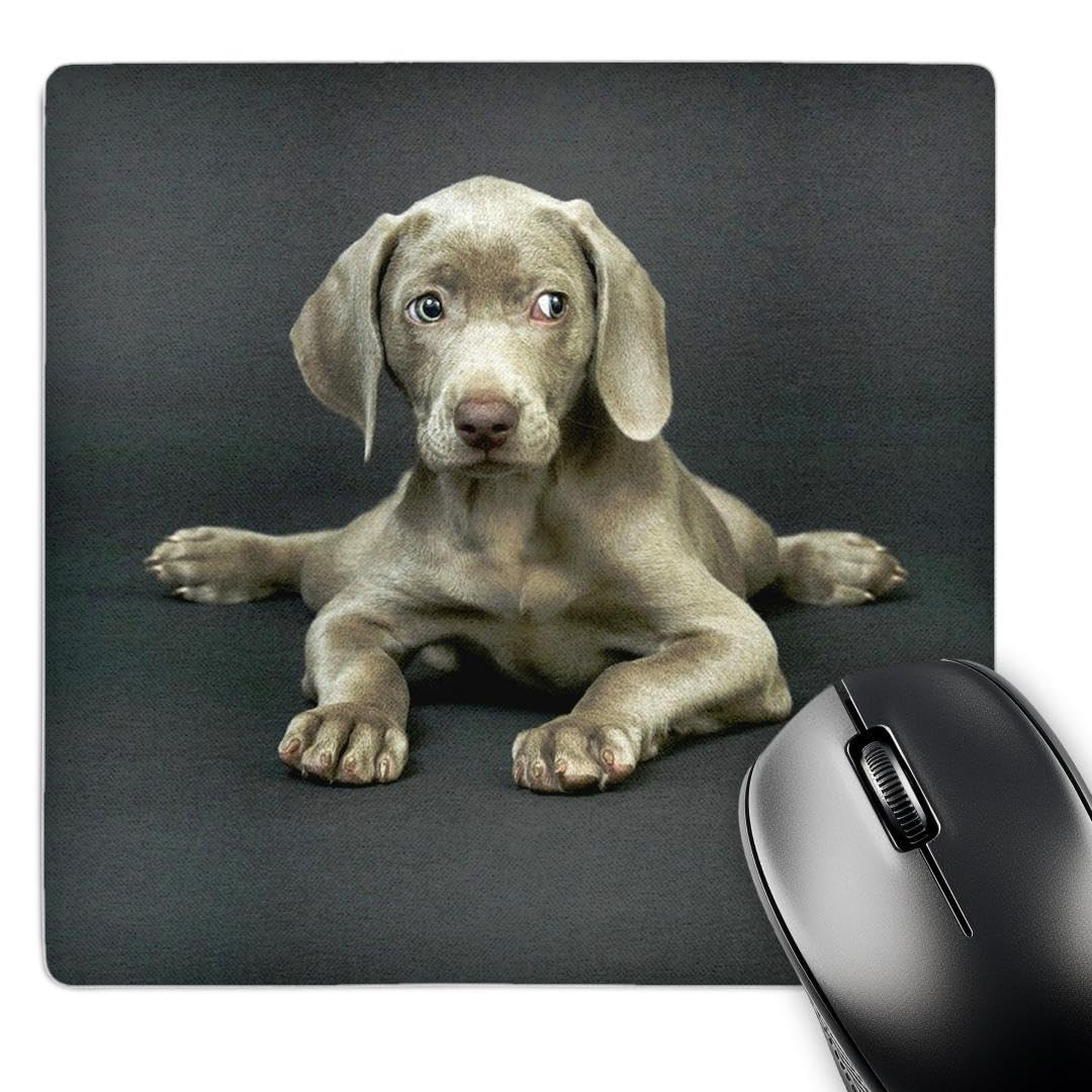 3dRose LLC 8 x 8 x 0.25 Inches Mouse Pad, Weimaraner Puppy (mp_1094_1)