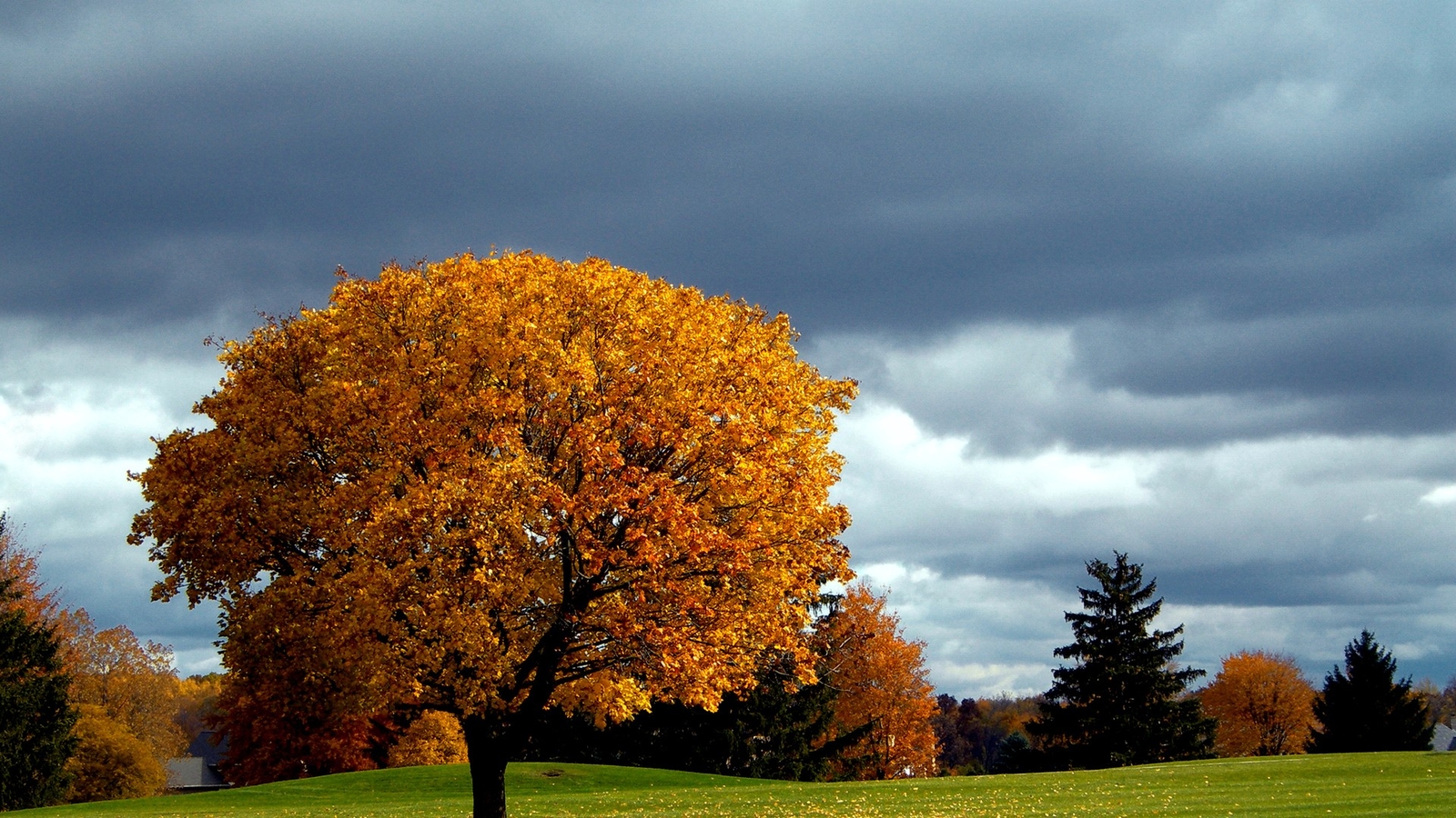 Landscape nature fall trees grass Custom Gaming Mat Desk