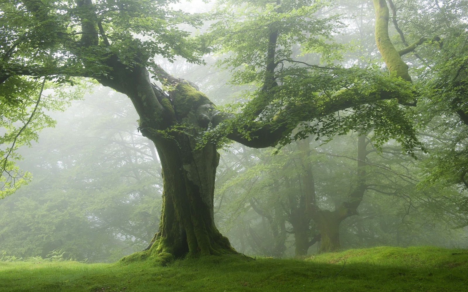 Landscape nature forest trees green Custom Gaming Mat Desk