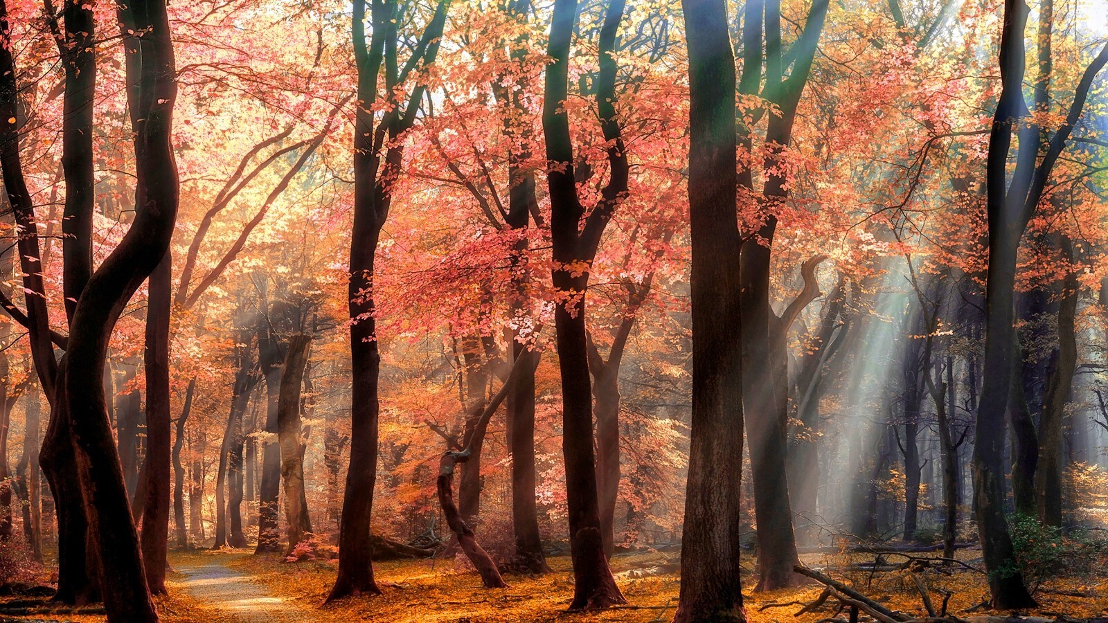 Landscape nature park trees path sun rays mist leaves Custom Gaming Mat Desk
