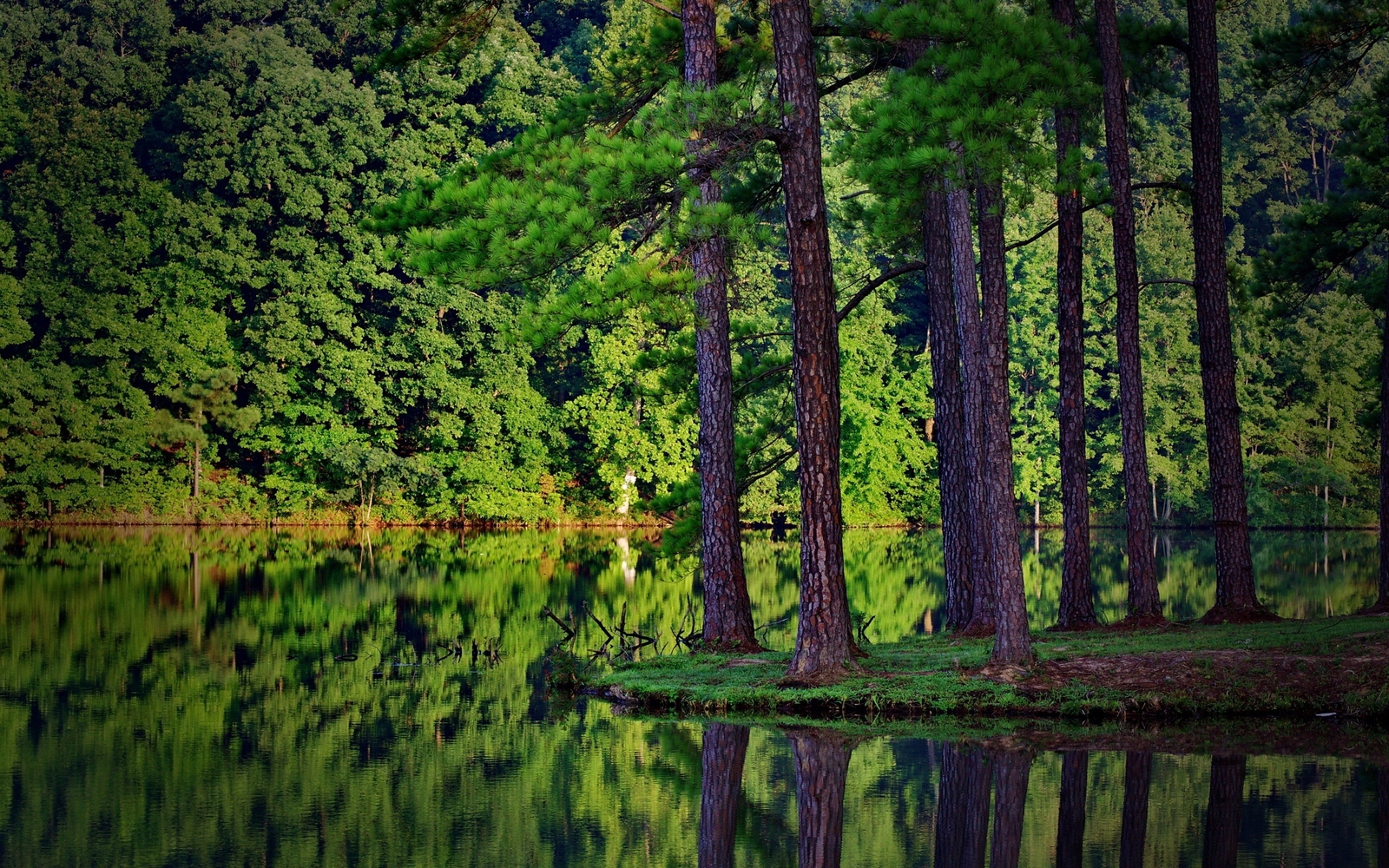 Landscape summer trees forest lake reflection spruce Custom Gaming Mat Desk