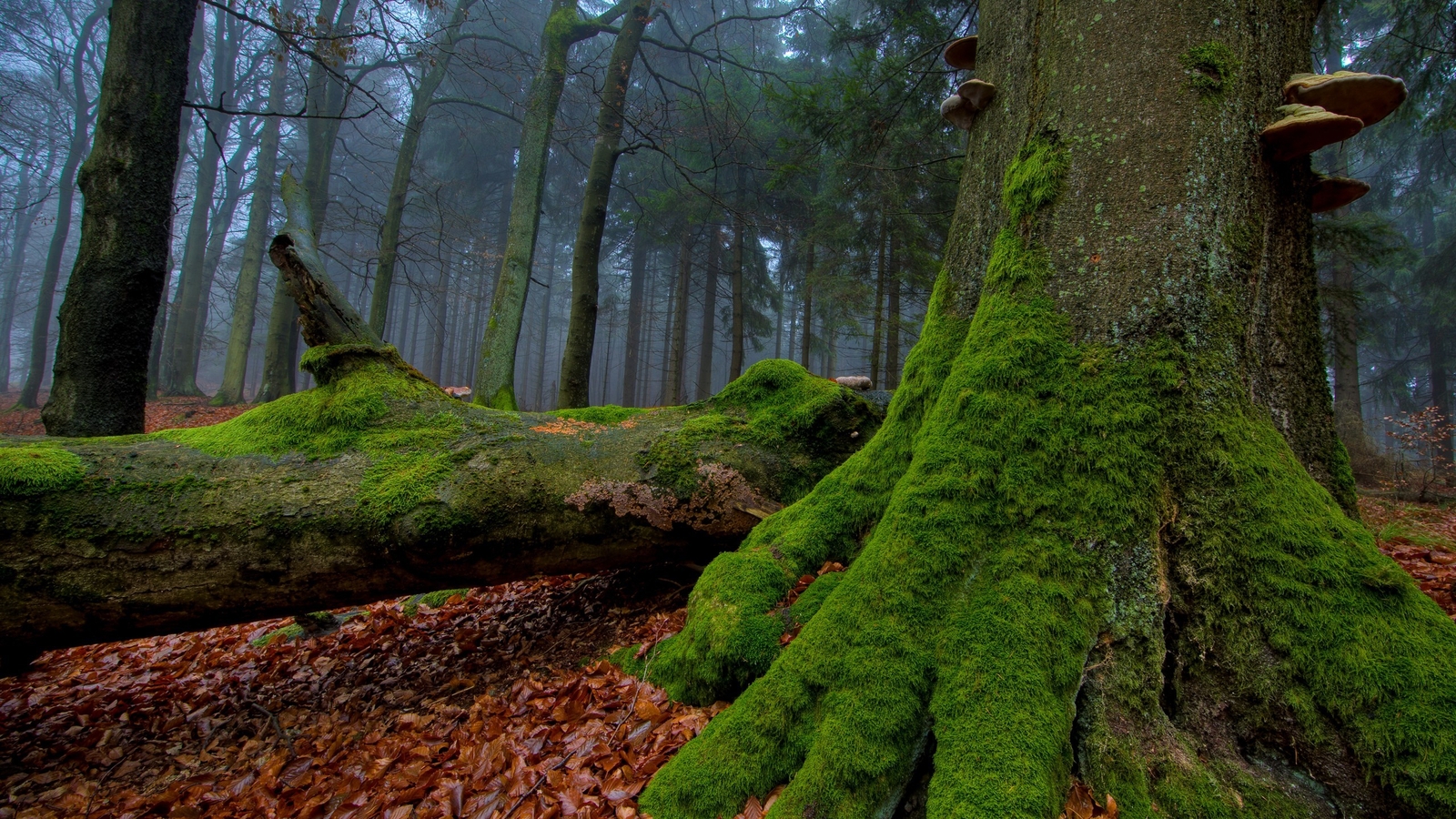 Landscape nature trees moss plants outdoors leaves Custom Gaming Mat Desk