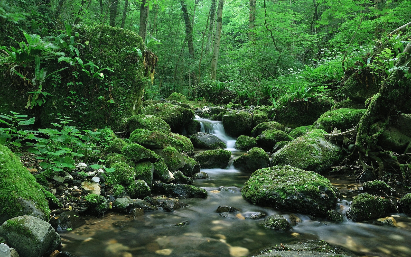 Landscape nature water forest moss river rocks Custom Gaming Mat Desk